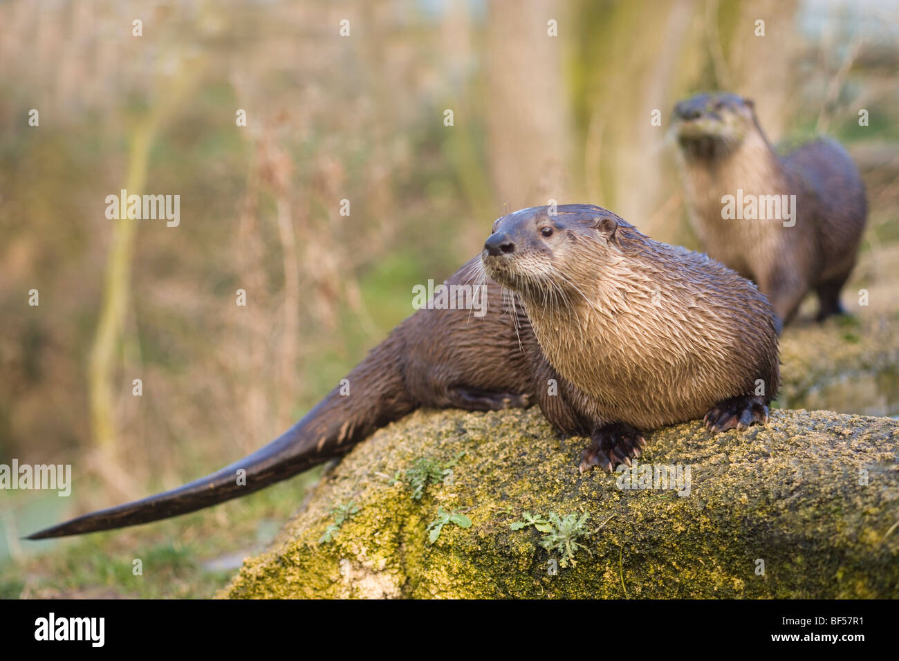 Amerikanische Fischotter (Lontra canadensis). langer Schwanz, oder Ruder. Wenn an Land als Gegengewicht, wenn sie in Wasser, ​ Lenkung Unterstützung für den Körper und Schwimmhäuten verwendet. Stockfoto