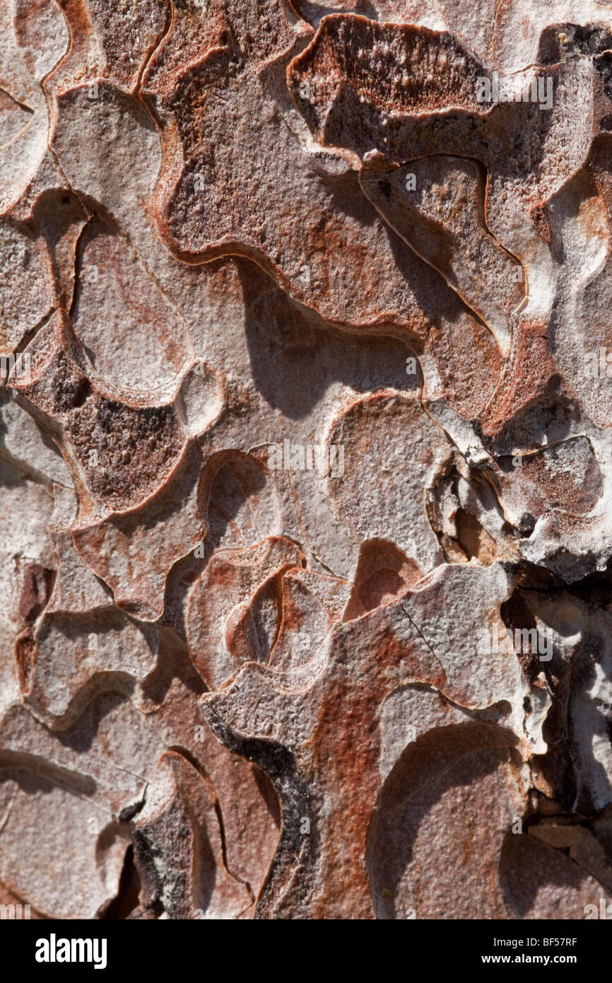 Detail der schuppigen Pinienrinde Stockfoto