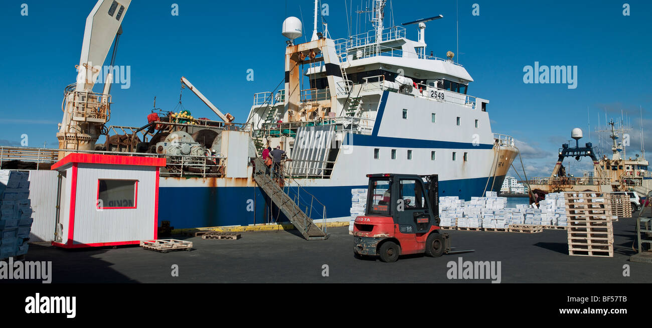 Entladung Frischfisch, Hafnarfjordur Hafen, Island Stockfoto
