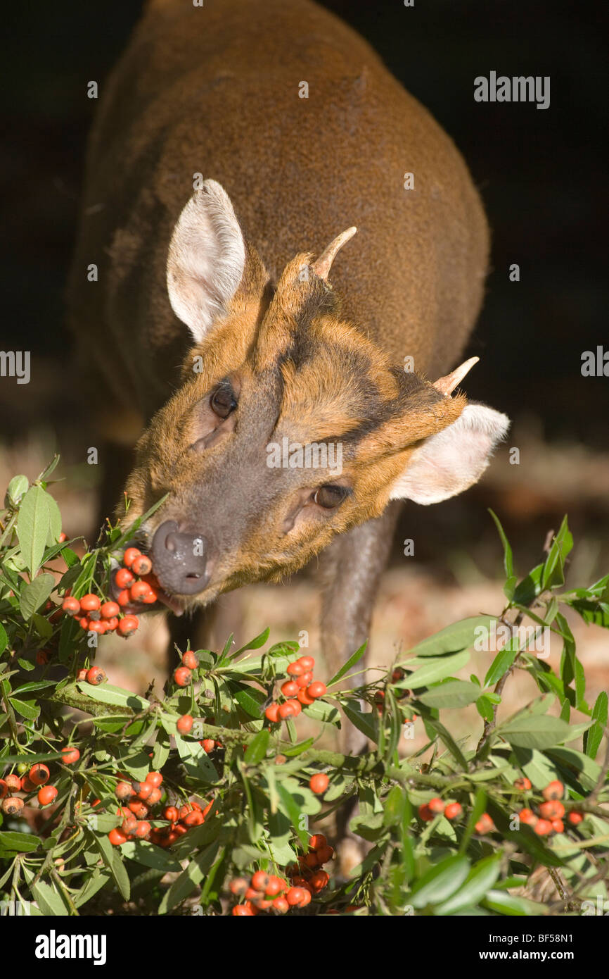 Deer Muntjak (Muntiacus Reevesi). Männlich, Surfen auf Zwergmispel sp. Stockfoto