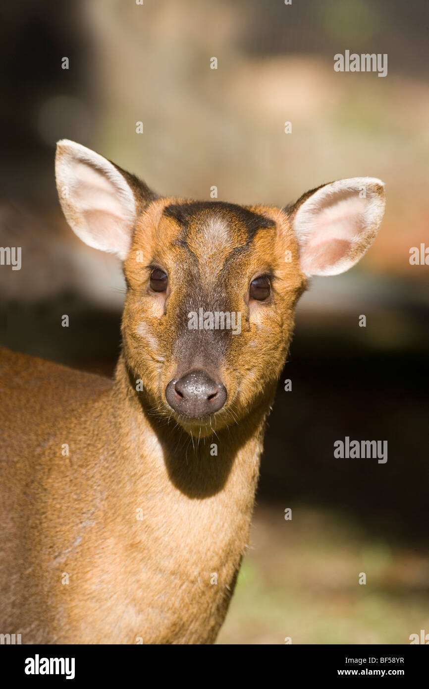 Deer Muntjak (Muntiacus Reevesi). Weiblich. Porträt. Stockfoto