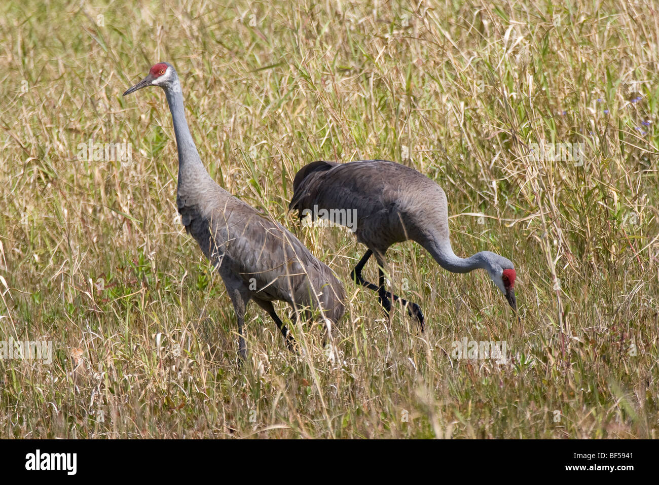 Kraniche - Grus Canadensis Fütterung Stockfoto