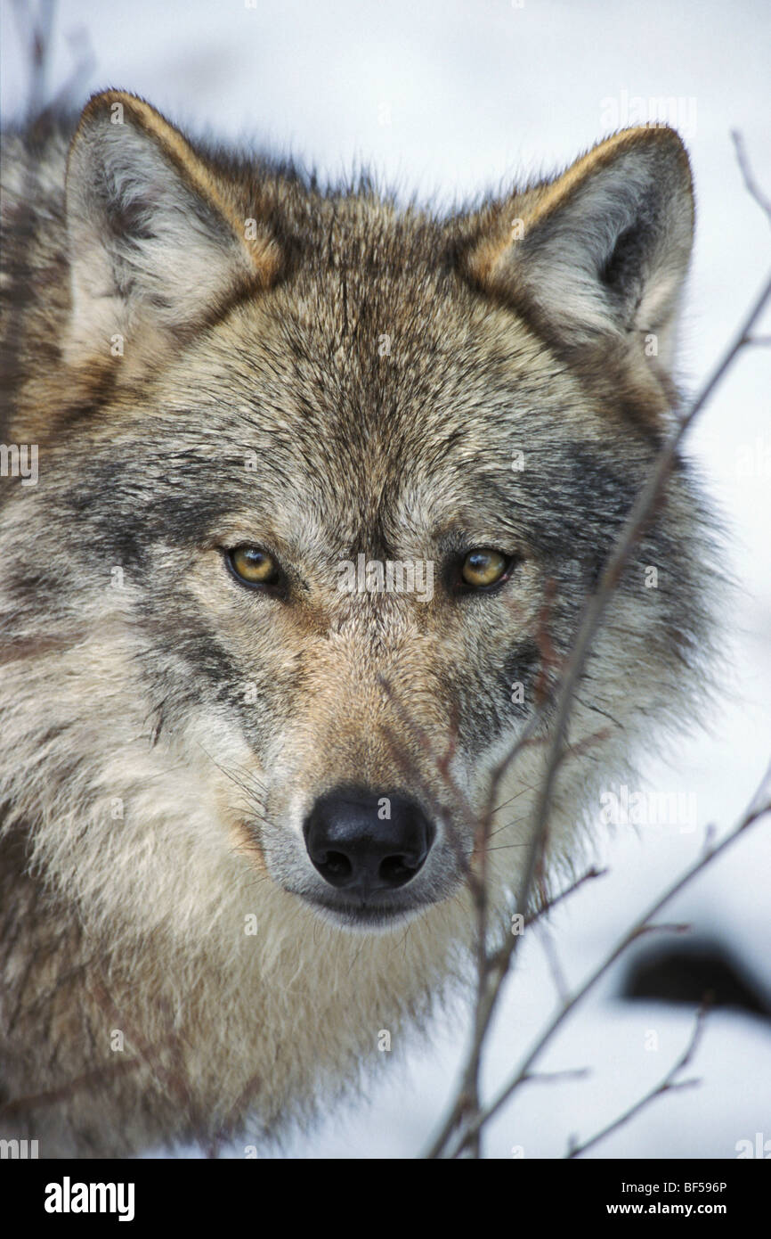 Europäischer Wolf (Canis Lupus) im Winter, Skandinavien, Europa Stockfoto