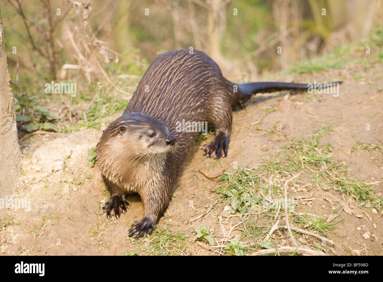 American River Fischotter (Lontra canadensis). Beachten Sie, dass die Türen - ventral abgeflachte Schwanz oder Ruder, hier verwendet wird als Gegengewicht, und Kriechen eine bankside. ​ Stockfoto