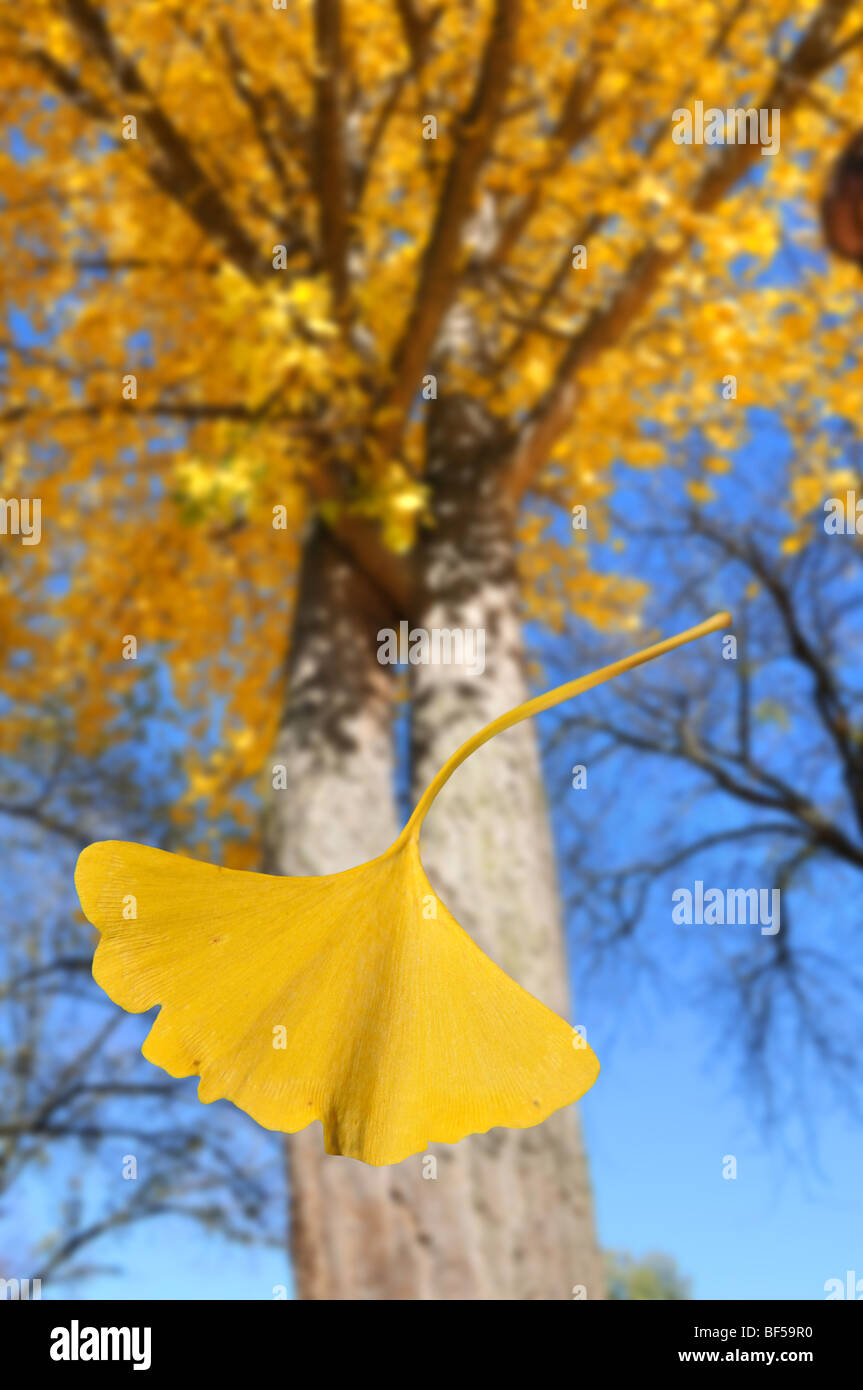 Ginkgo-Blatt fällt vom Baum im Herbst Saison Stockfoto