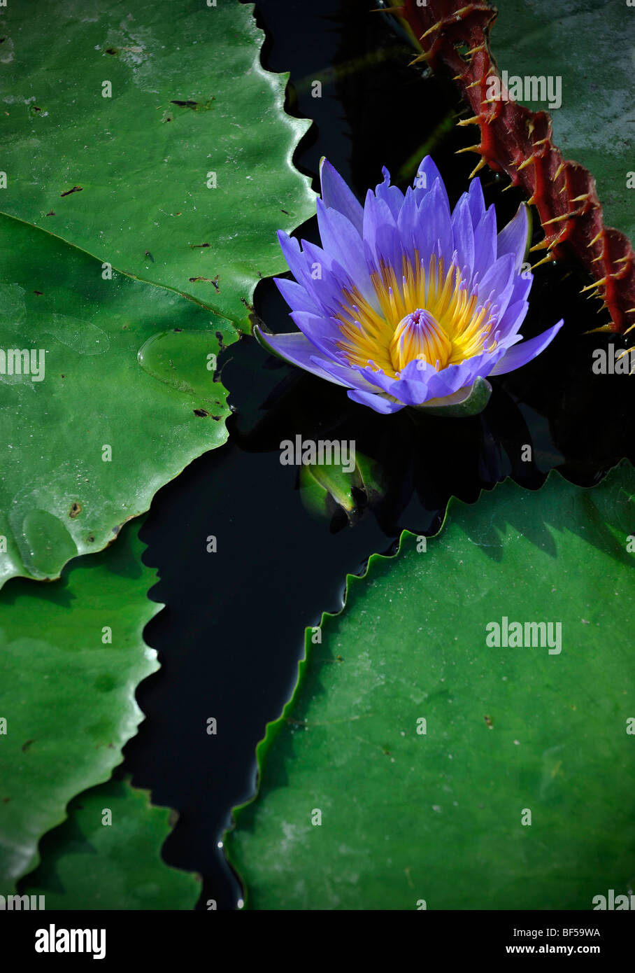 Australische Seerose (Nymphaea Gigantea), neben Victoria Seerosen (Victoria Cruciana Sy Trickeri V.) Stockfoto