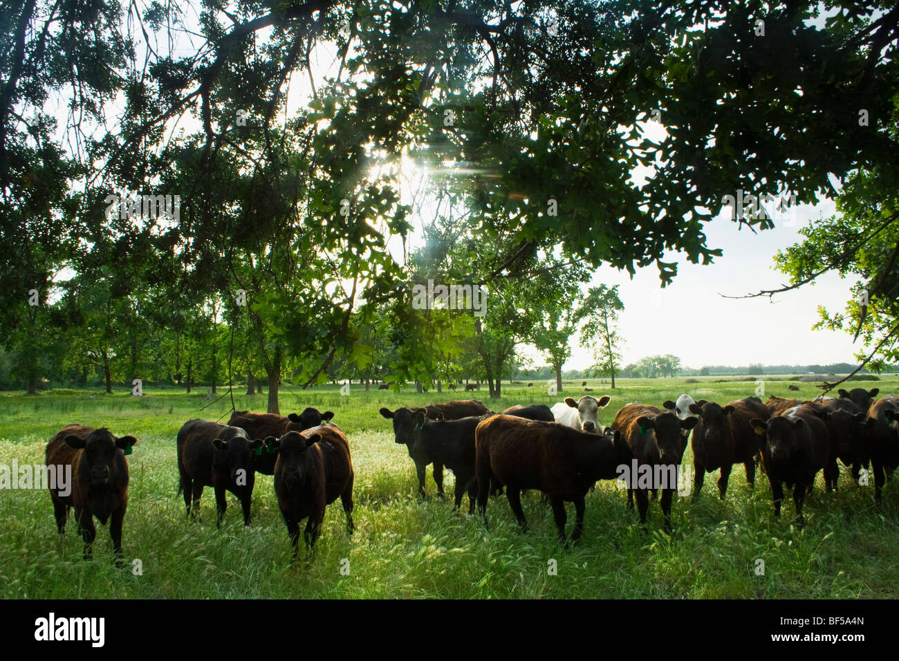 Tiere - Gemischte Rassen der Rinder, meist Black Angus, auf einer grünen Weide / in der Nähe von Vina, Kalifornien, USA. Stockfoto