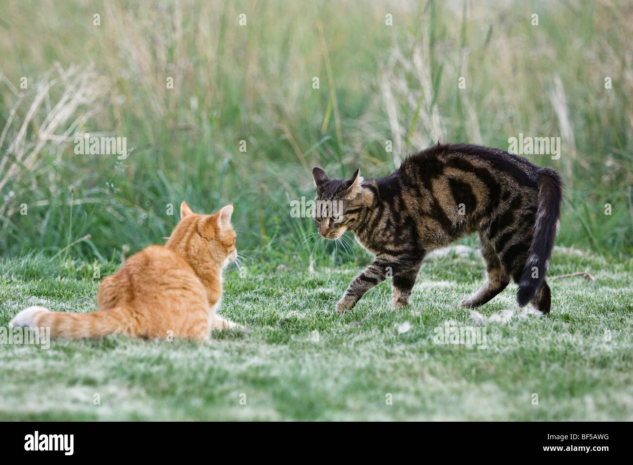 Zwei Hauskatzen (Felis Catus), wölbte ihren Rücken Stockfoto