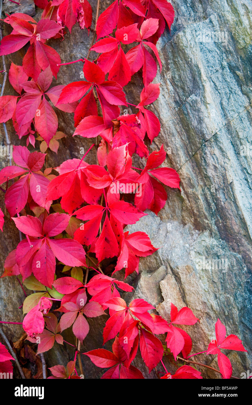 Roter Efeu Bltter im Herbst klammerte sich an einem Stein Stockfotografie  - Alamy