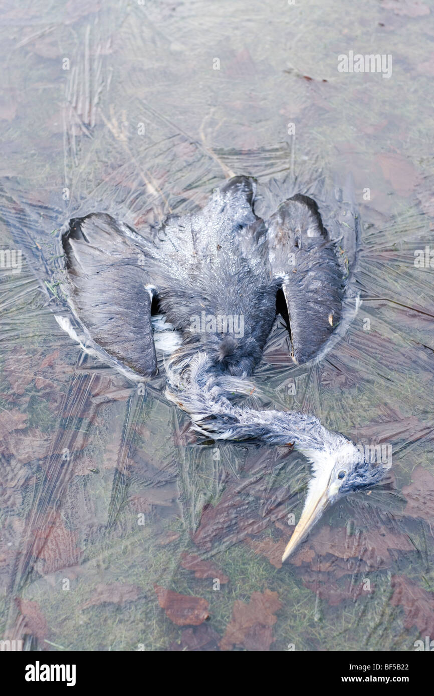 Graureiher (Ardea cinerea). Der Tod durch Verhungern und im Winter kalt (Unterkühlung). Klima. Stockfoto