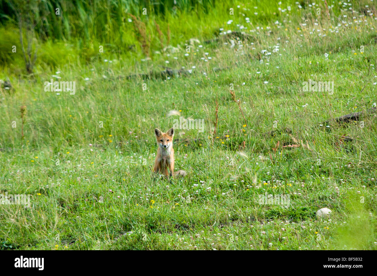 Fuchs im Bereich der Wildblumen in Kamera Stockfoto