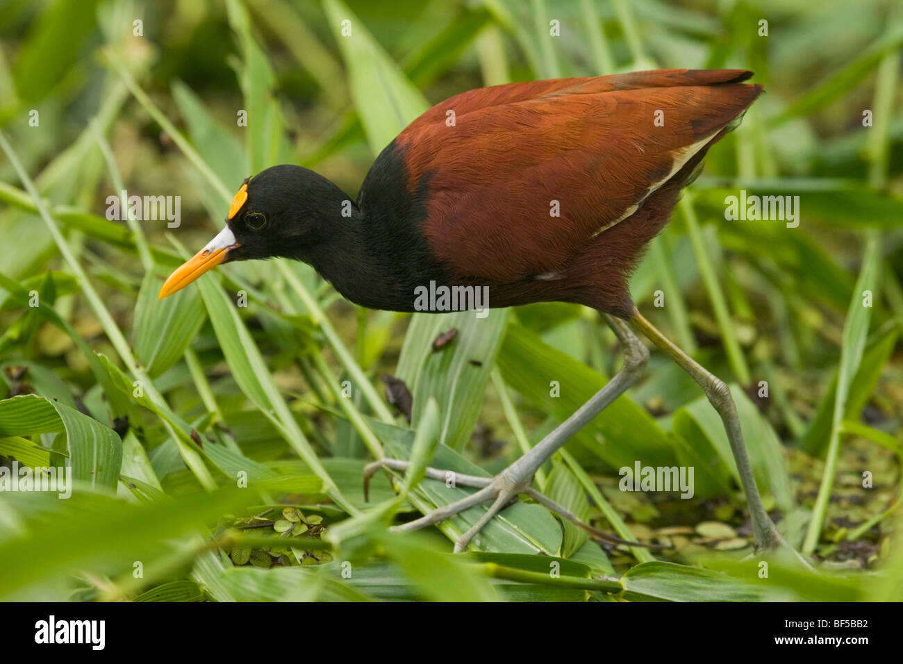 Nördlichen Jacana Jacana Spinosa, im östlichen Costa Rica. Stockfoto