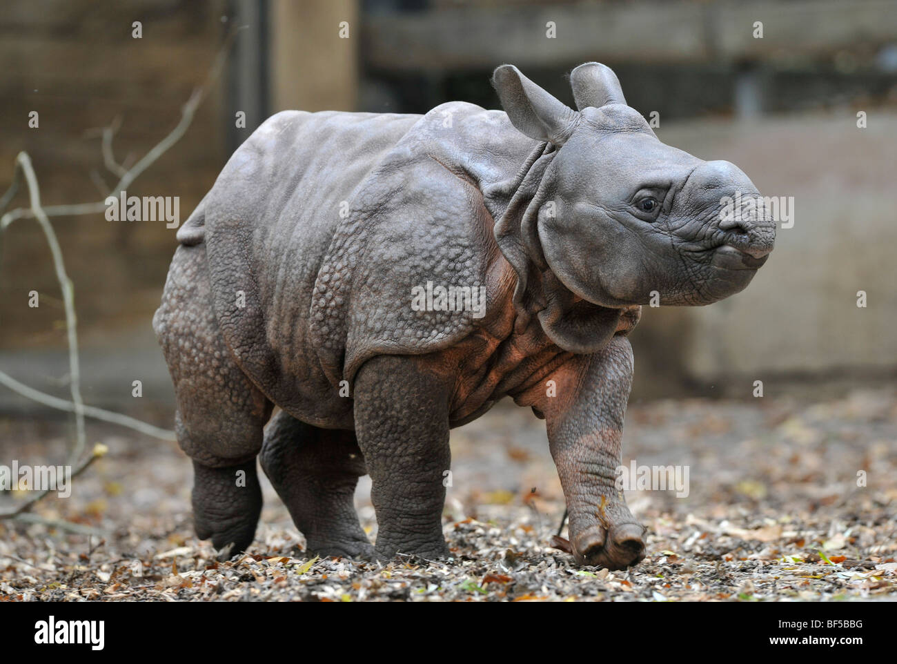 Indischer Rhinoceros, Great One gehörnten Nashorn oder asiatischen einen gehörnten Nashorn (Rhinoceros Unicornis), junge, 2 Monate Stockfoto