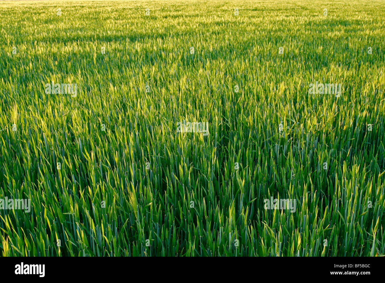 Getreide, Bereich der unreifen Roggen (Secale Cereale) Stockfoto