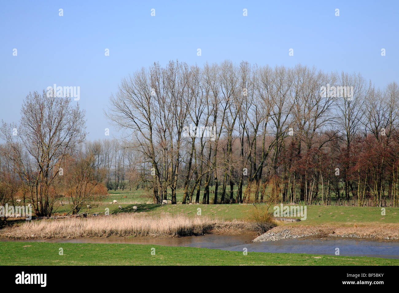 Marsh, Naturschutzgebiet Haseldorfer Binnenelbe, Haseldorfer Marsch, Elbmarschland, Haseldorf