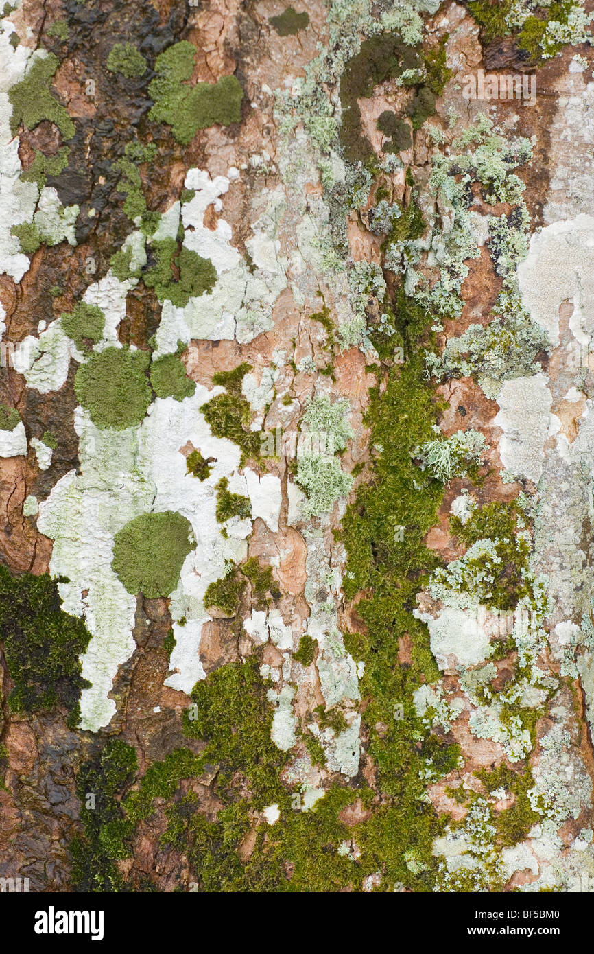Flechten und Moose wachsen am Stamm eines Baumes Bergahorn (Acer Pseudoplatanus). Islay, Schottland. Stockfoto