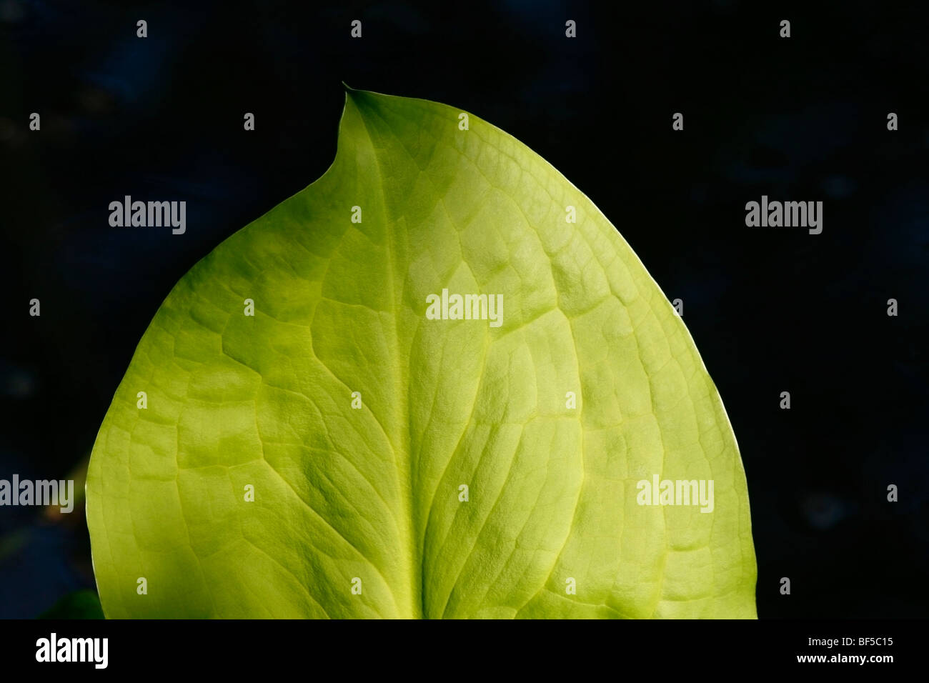 Blatt, Wasserpflanze Stockfoto