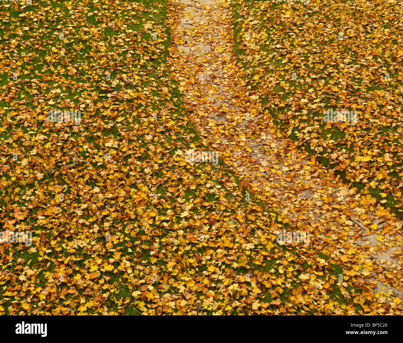 Rasen im Herbst mit gefallenen gelben Ahorn-Blätter bedeckt. Stockfoto