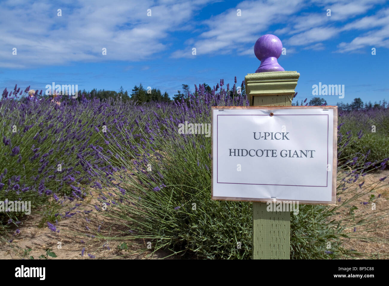 Lavendel pflücken Sign. Stockfoto