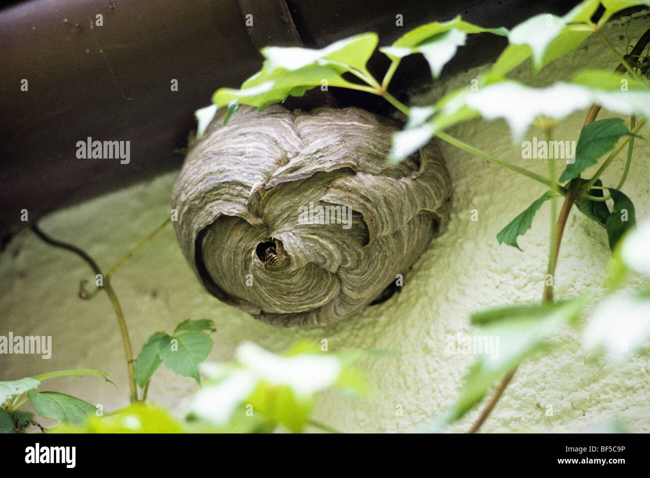 Wespen (Paravespula Vulgaris) am Nest, Deutschland, Europa Stockfoto