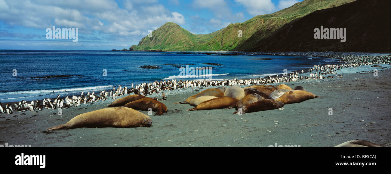 Südlichen See-Elefanten (Mirounga Leonina) und Royal Pinguine (Eudyptes Schlegeli), Macquarie Island, Australien, Sub-Antarktis Stockfoto