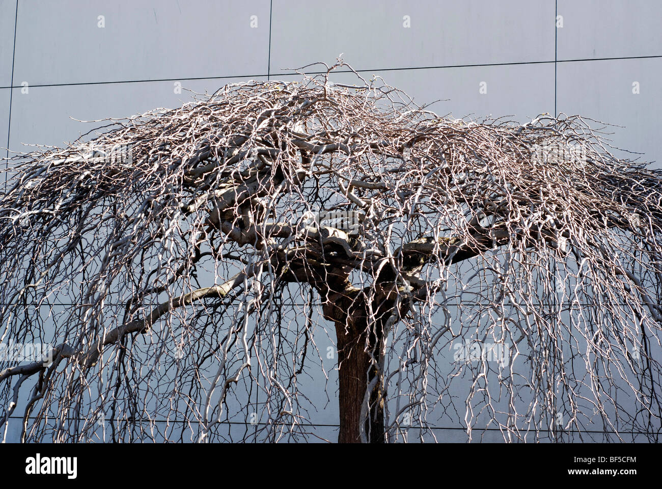 Städtischen Baum Stockfoto