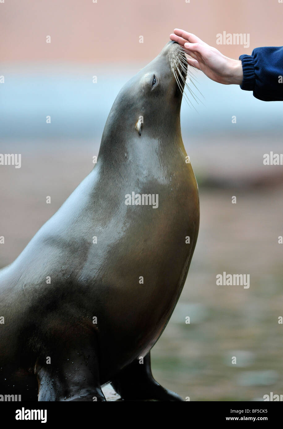 Kalifornische Seelöwe (Zalophus Californianus) und Hand des Halters Stockfoto