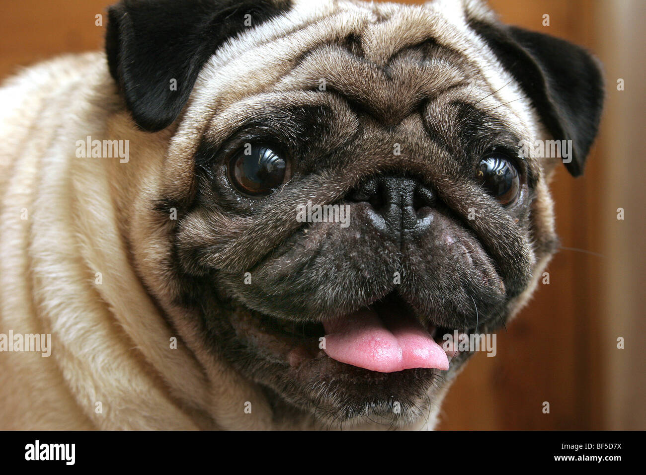 Gerne Pug Stockfoto