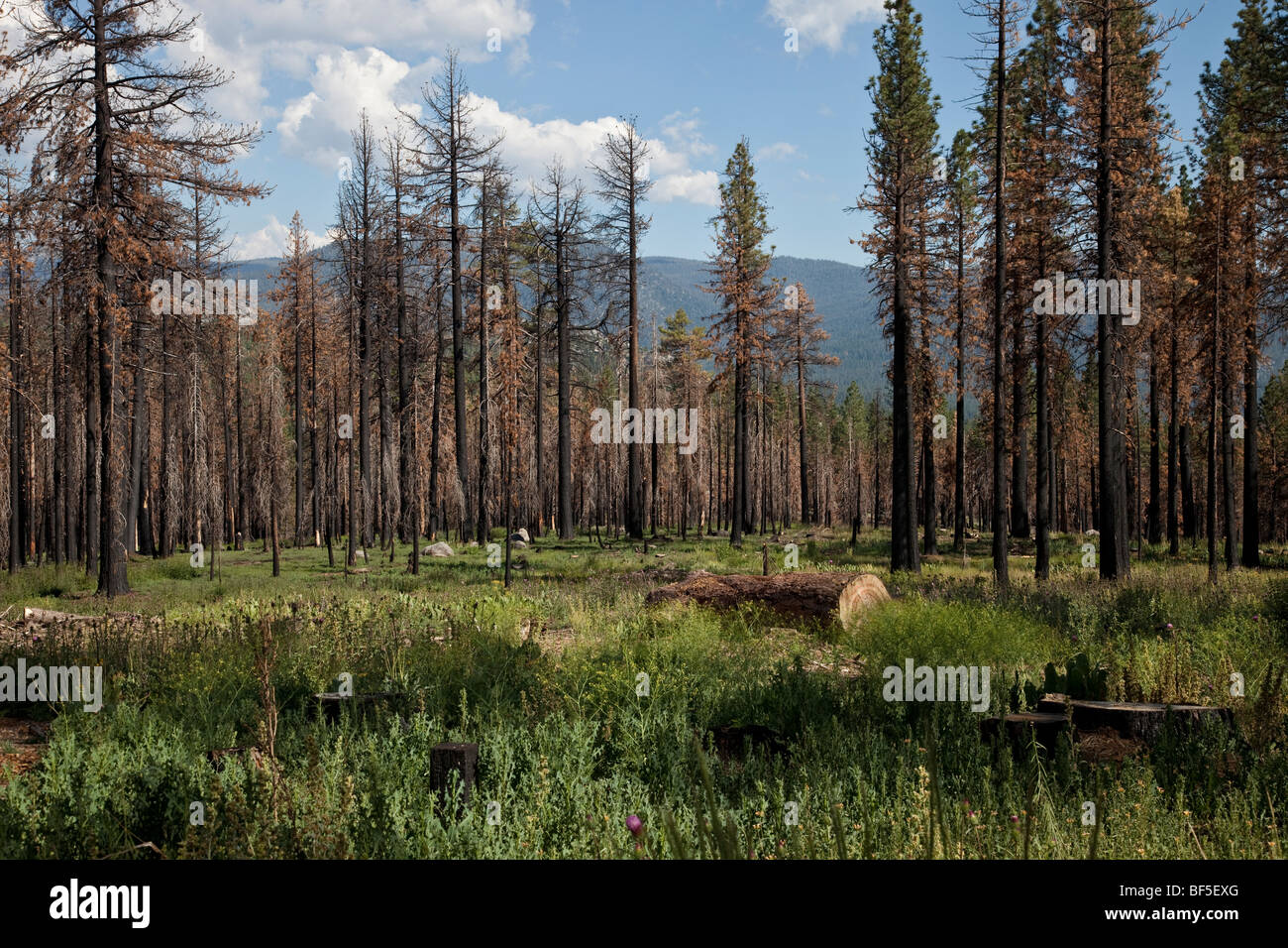 Wald-Feuer-Schaden in der Sierra Nevada, Kalifornien, mit Toten und Überlebenden Kiefern Stockfoto