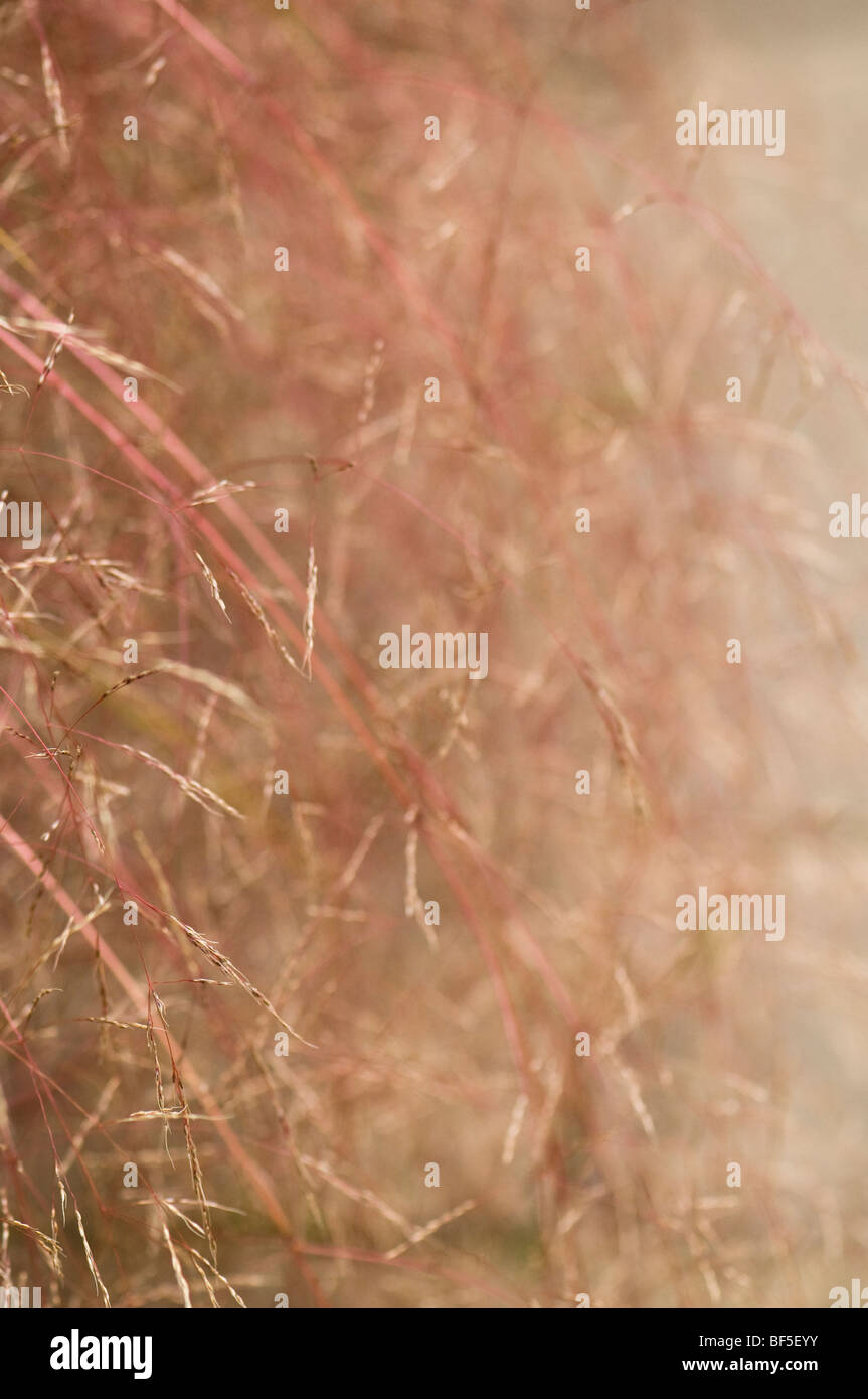 Anemanthele Lessoniana Syn Stipa Arundinacea, Fasan Tail Grass Stockfoto