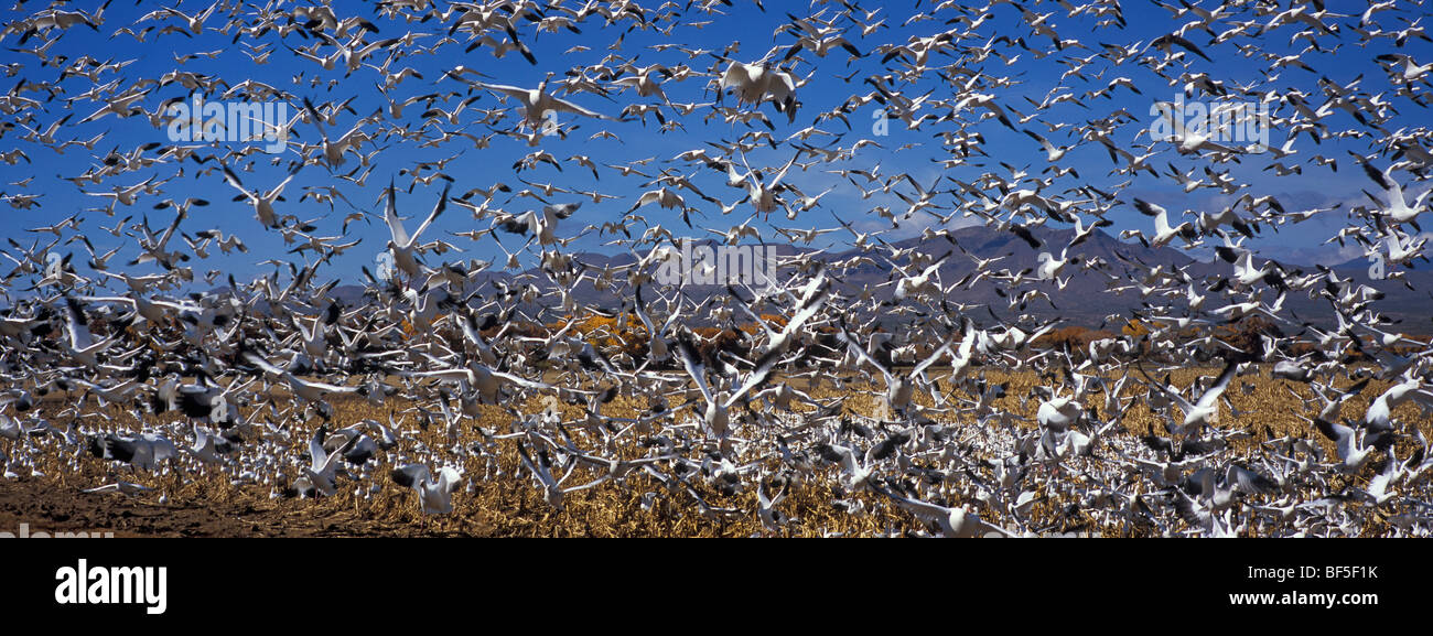 Schneegänse (Anser Caerulescens Atlanticus) überwintern in Bosque del Apache, New Mexico, USA Stockfoto