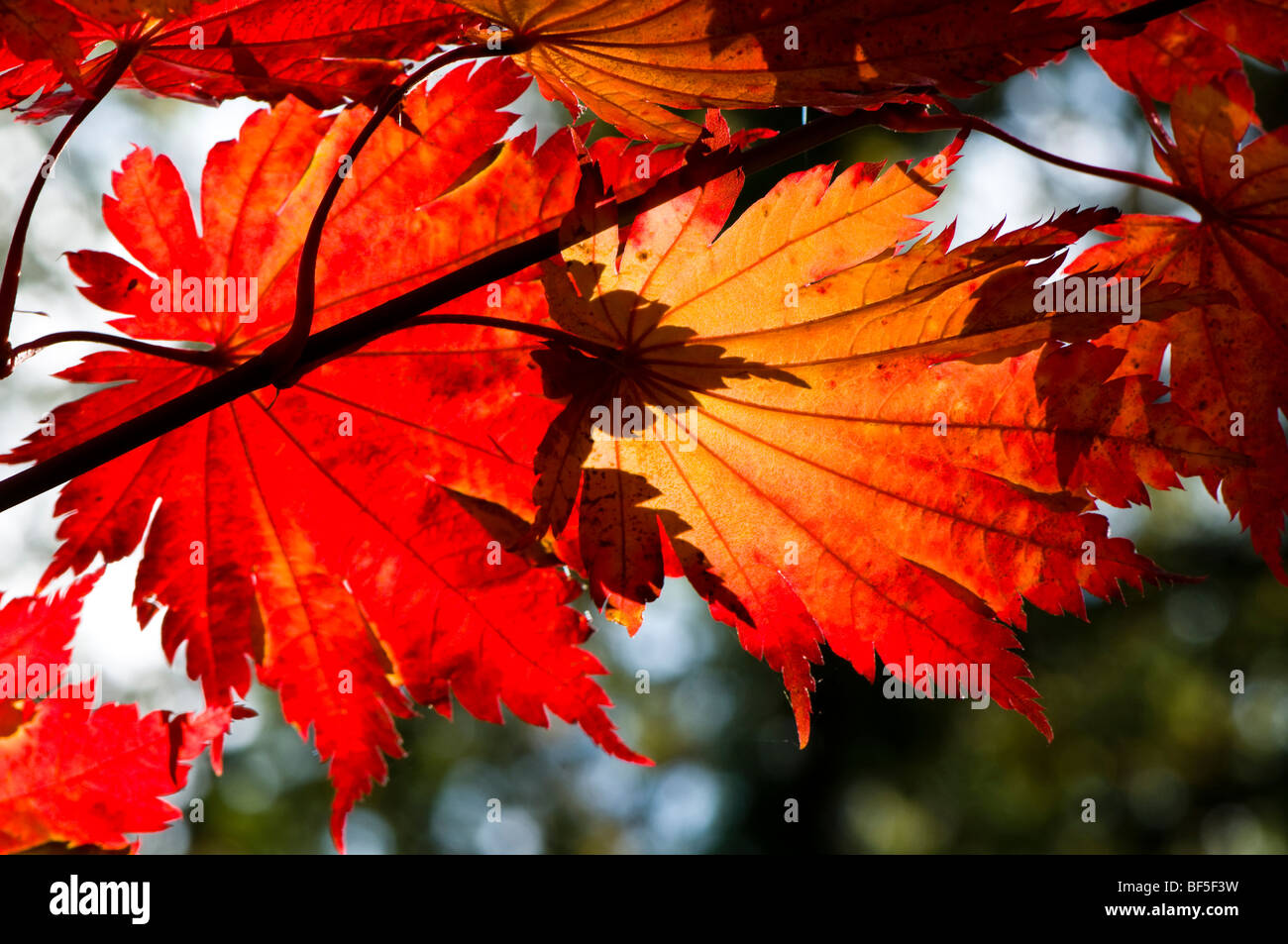 Acer Japonicum O Isami Blätter im Herbst Stockfoto