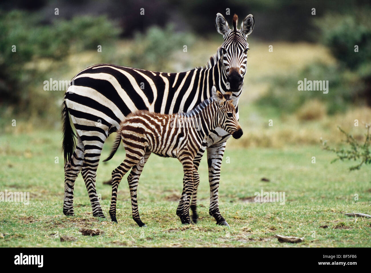 Gemeinsamen Zebra (Equus Burchelli) mit Fohlen, Serengeti, Tansania, Ostafrika Stockfoto