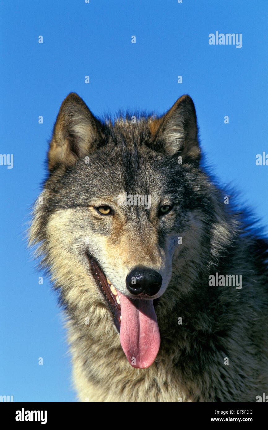 Wolf, Timberwolf (Canis Lupus), Nordamerika Stockfoto
