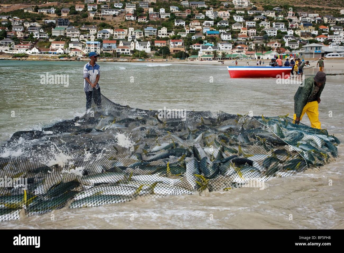 Fischer ziehen net voller Yellowtail Amberjack Fisch auf Strand. Fishoek in der Nähe von Cape Town, South Africa Stockfoto