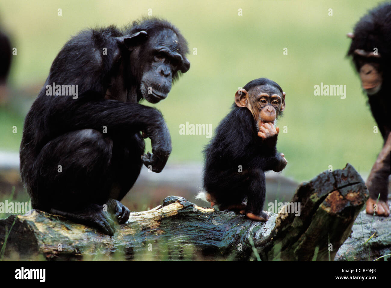 Schimpansen (Pan Troglodytes) mit Kind, Afrika Stockfoto