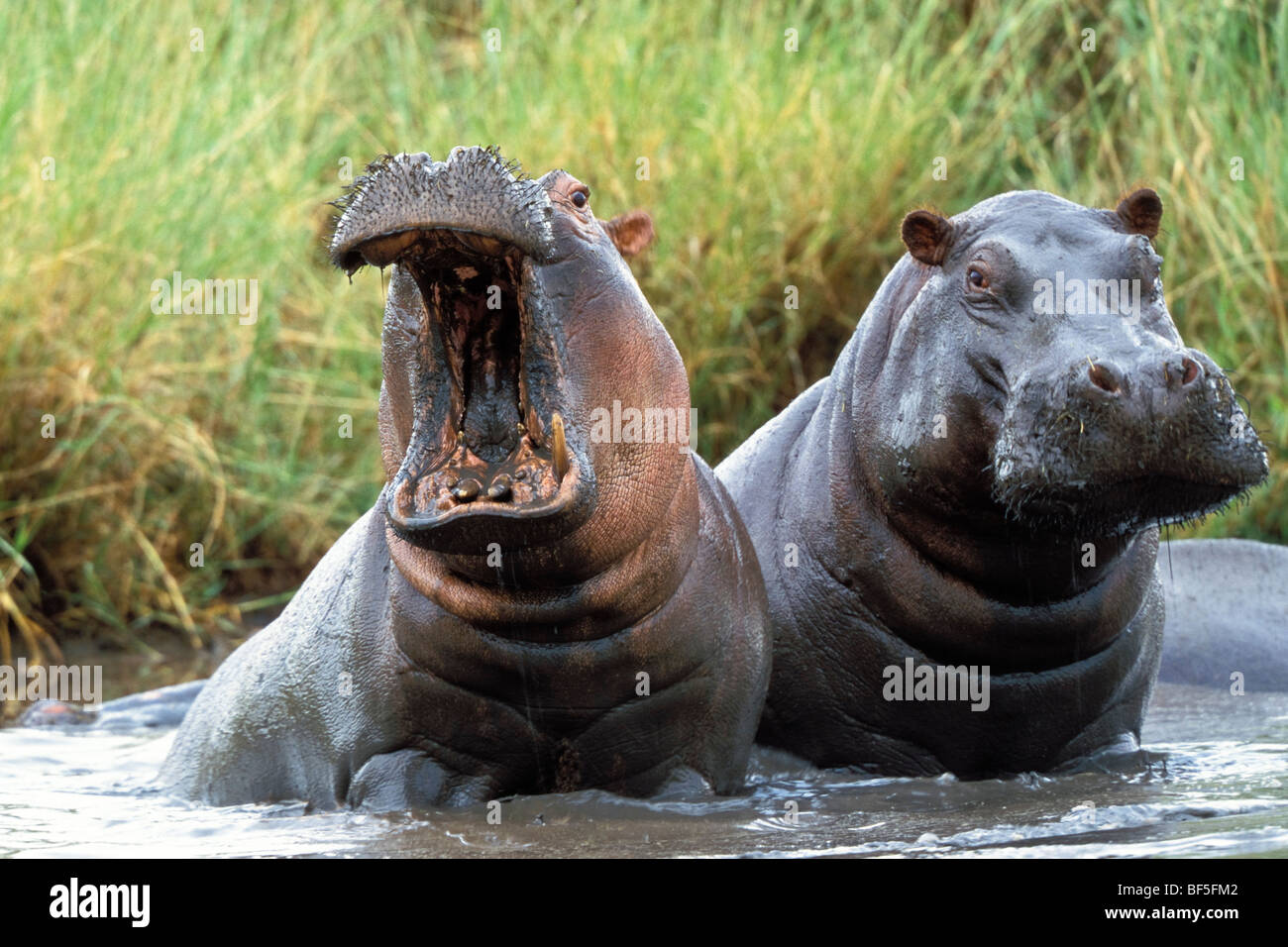 Flusspferde (Hippopotamus Amphibius), Tansania, Ostafrika Stockfoto