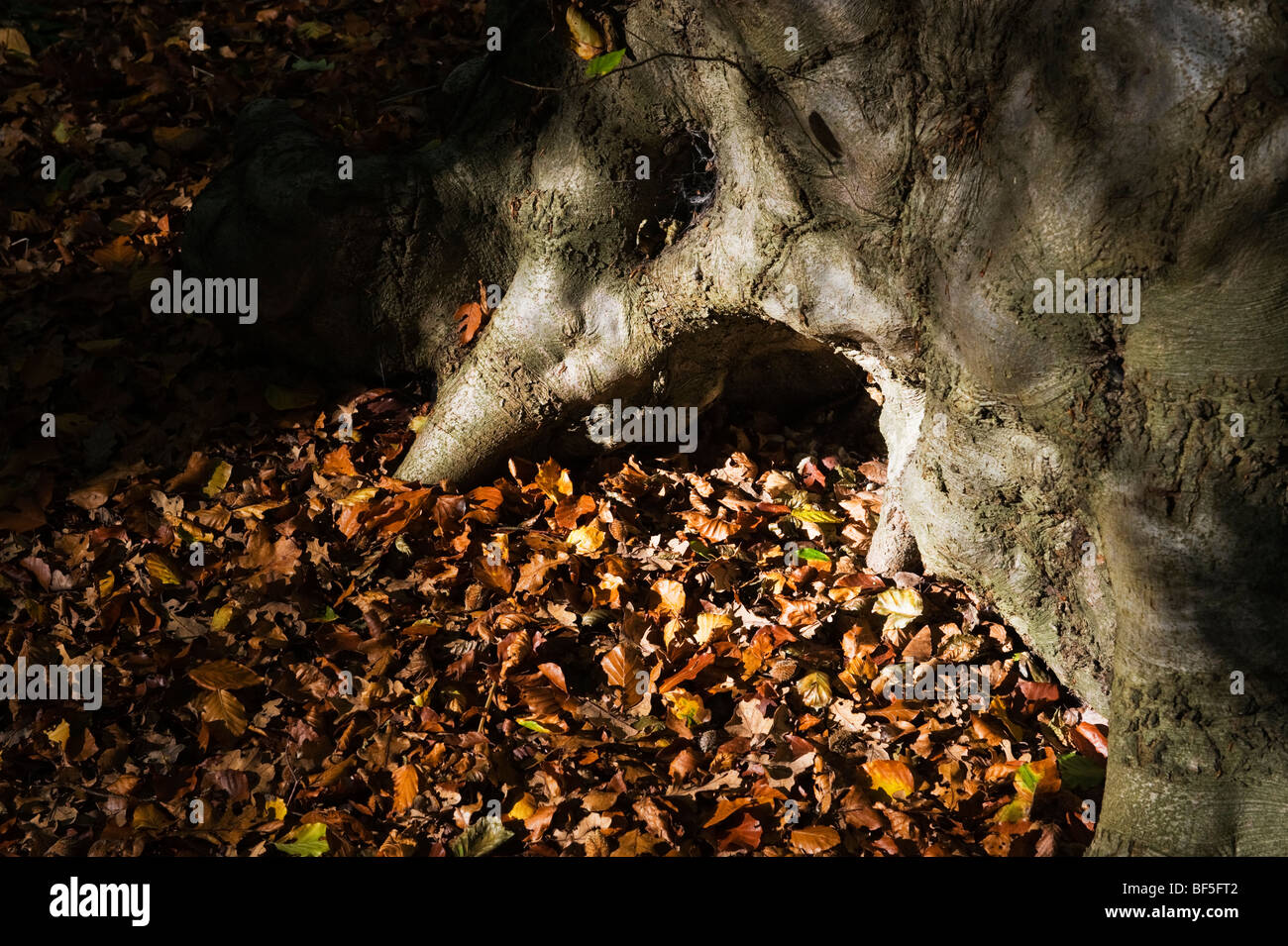 Gefleckte Sonnenlicht auf eine Buche und Herbst Blätter in einem Waldgebiet Chiltern Buckinghamshire UK Stockfoto