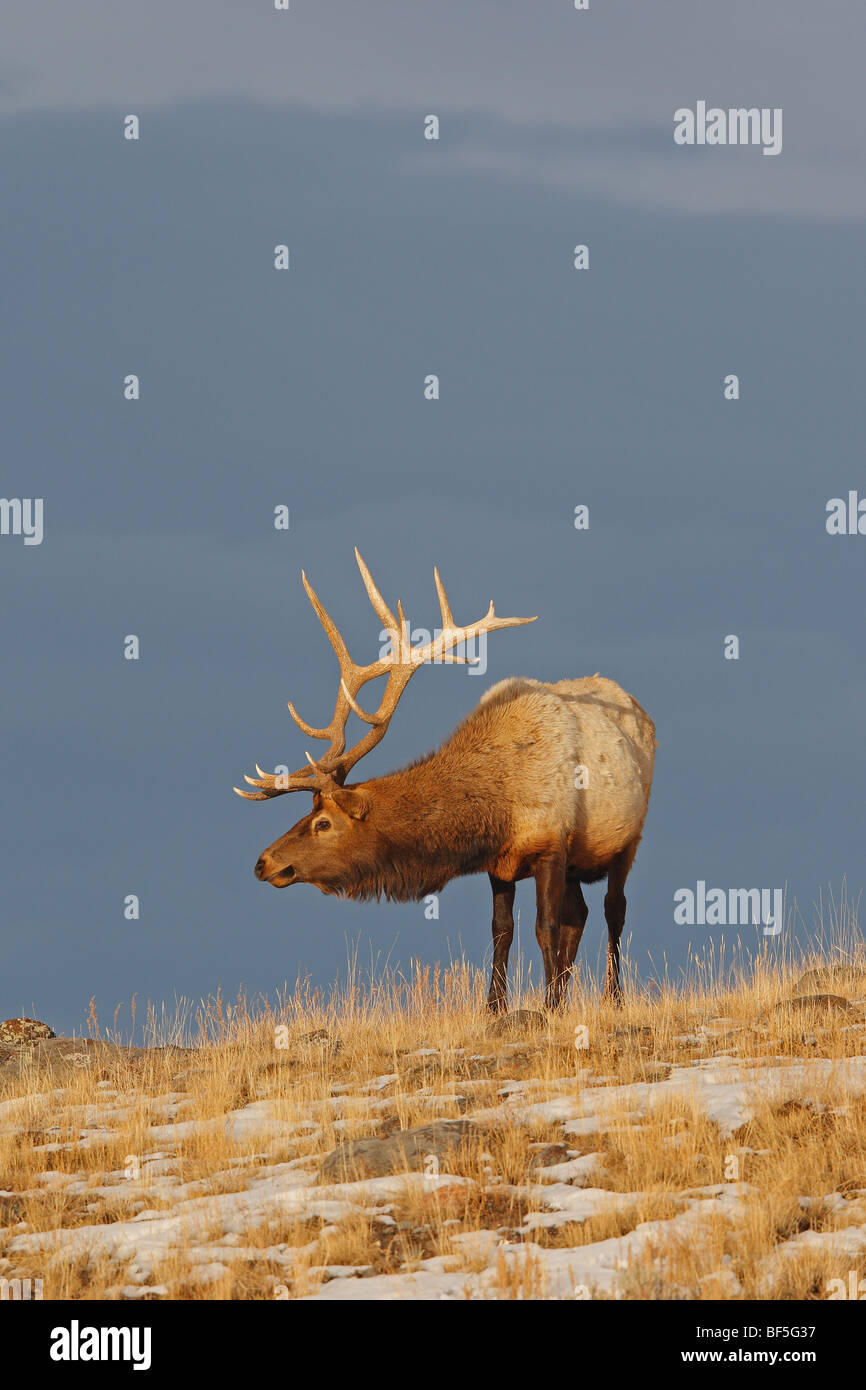 Elch, Wapiti (Cervus Elaphus Nelsoni, Cervus Canadensis). Hirsch im Lamar Valley. Stockfoto