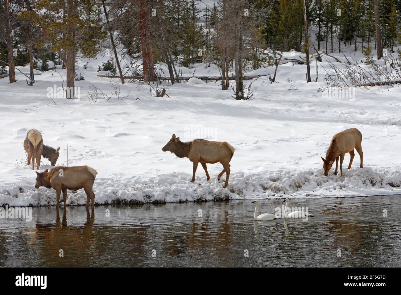 Elch, Wapiti (Cervus Elaphus Nelsoni, Cervus Canadensis). Hinds Nahrungssuche im Schnee. Stockfoto