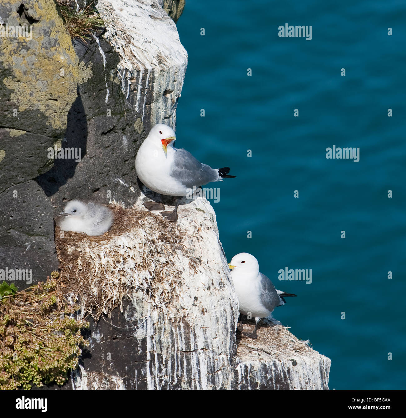 Nisten Vögel, Arnarstapi Vogelklippen, Snaefellsnes Halbinsel, Island Stockfoto
