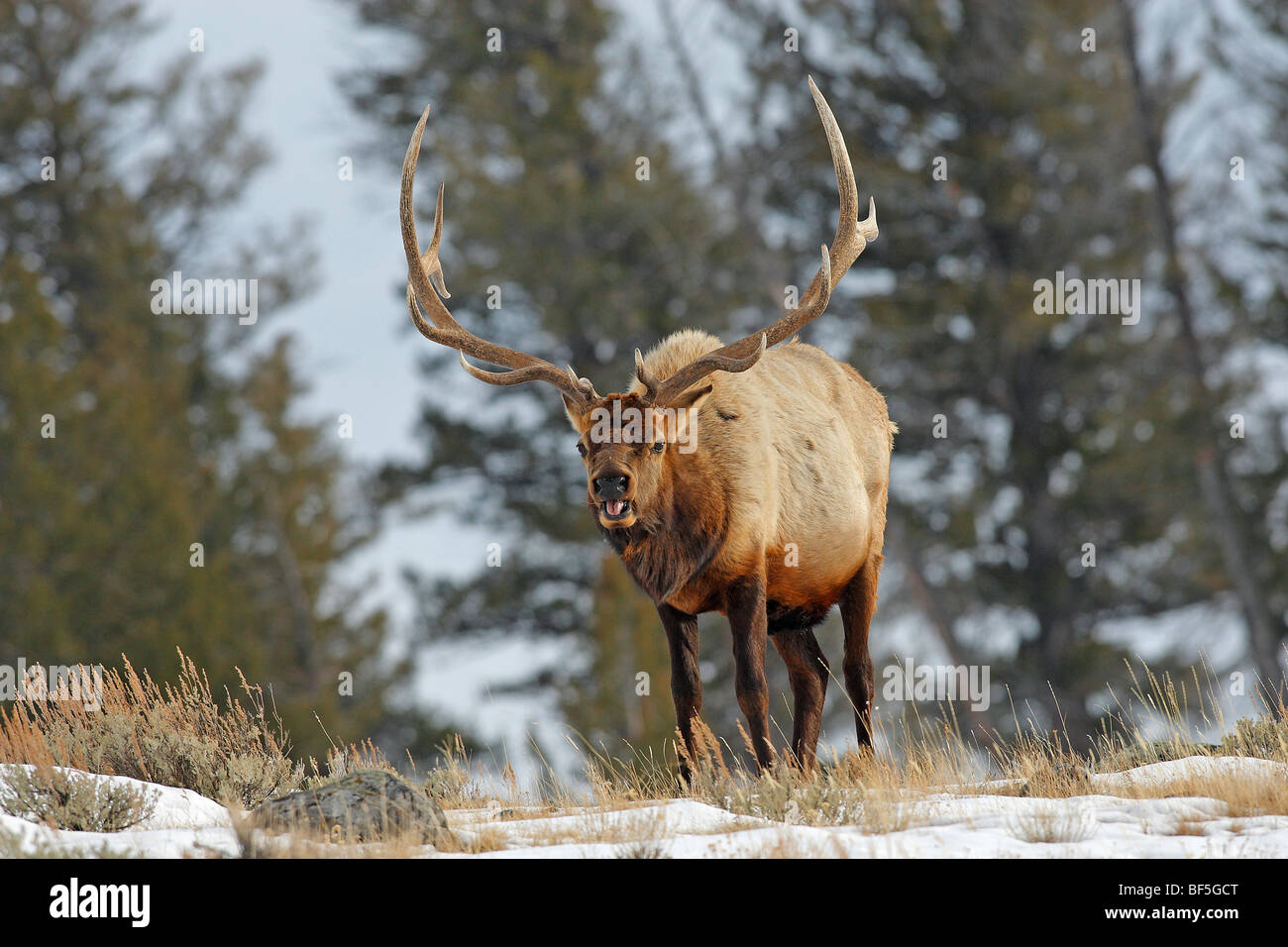 Elch, Wapiti (Cervus Elaphus Nelsoni, Cervus Canadensis). Hirsch im Lamar Valley. Stockfoto