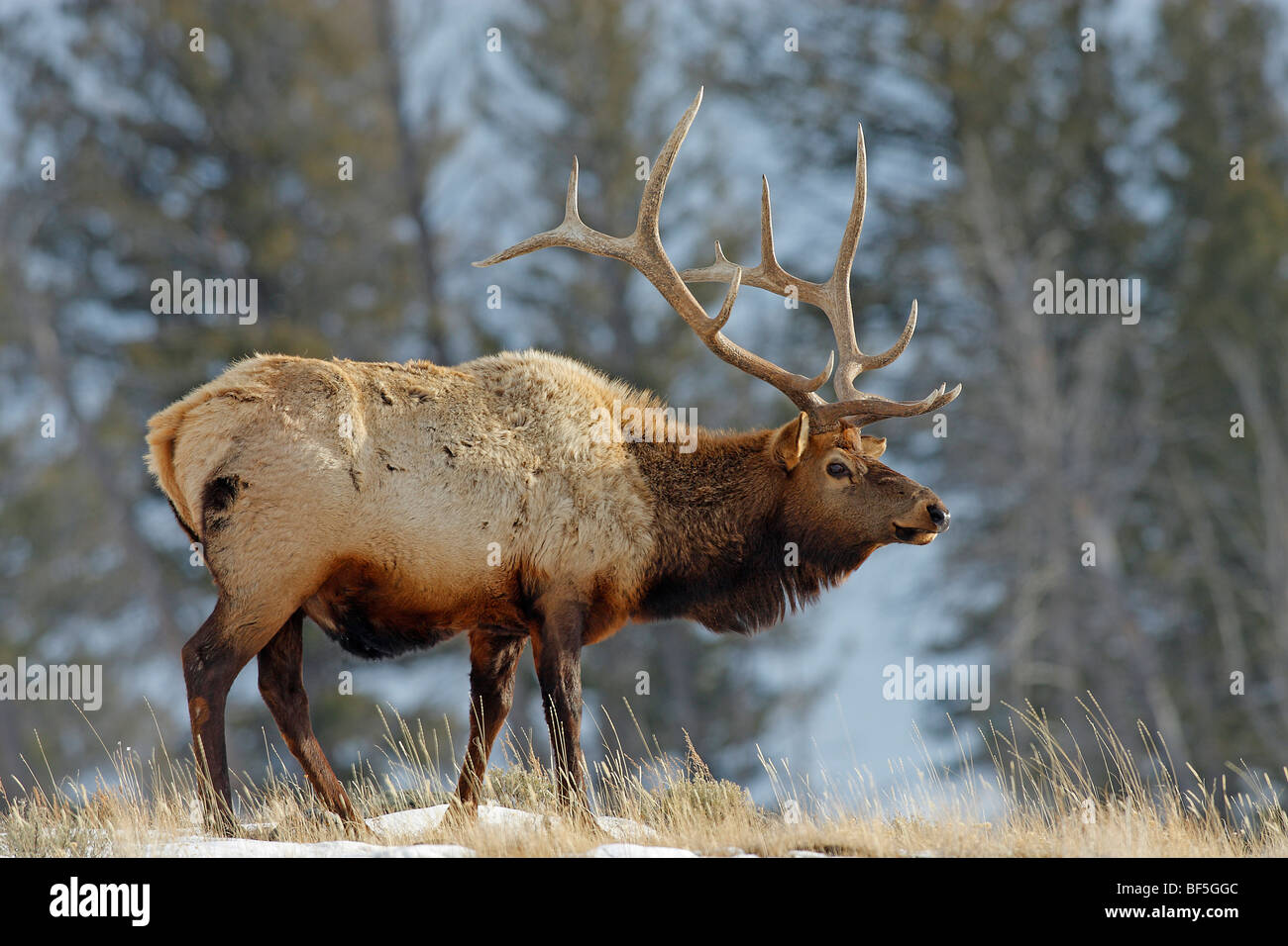 Elch, Wapiti (Cervus Elaphus Nelsoni, Cervus Canadensis). Hirsch im Lamar Valley. Stockfoto