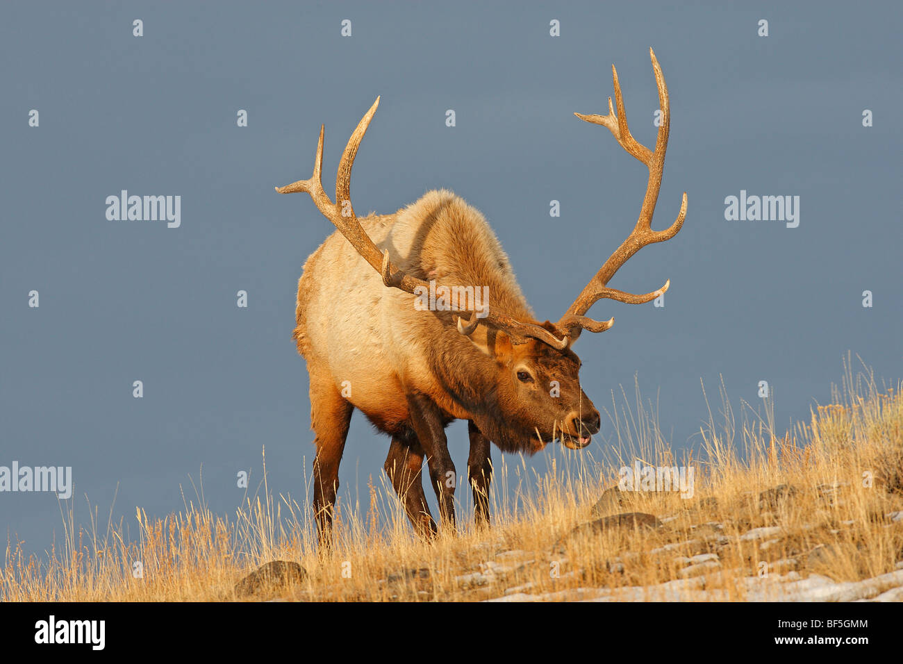 Elch, Wapiti (Cervus Elaphus Nelsoni, Cervus Canadensis). Hirsch im Lamar Valley. Stockfoto
