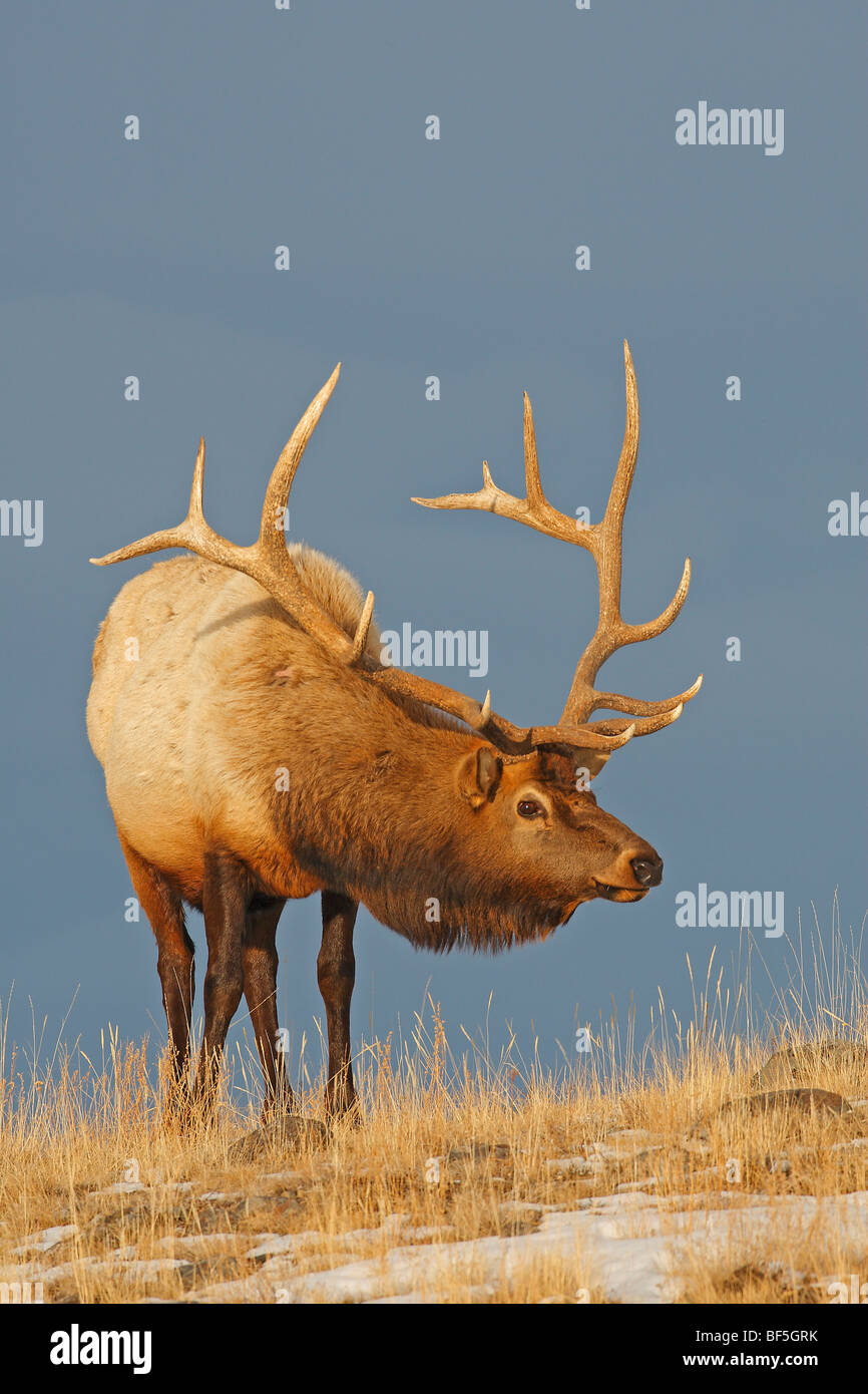 Elch, Wapiti (Cervus Elaphus Nelsoni, Cervus Canadensis). Hirsch im Lamar Valley. Stockfoto