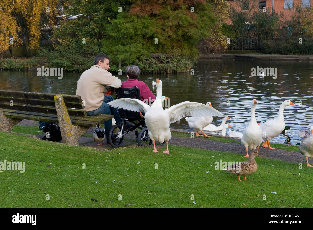 Ein paar Fütterung Gänse und Enten von der Seite der Skottowes Teich, Lowndes öffentlicher Park, Chesham, Bucks, UK Stockfoto