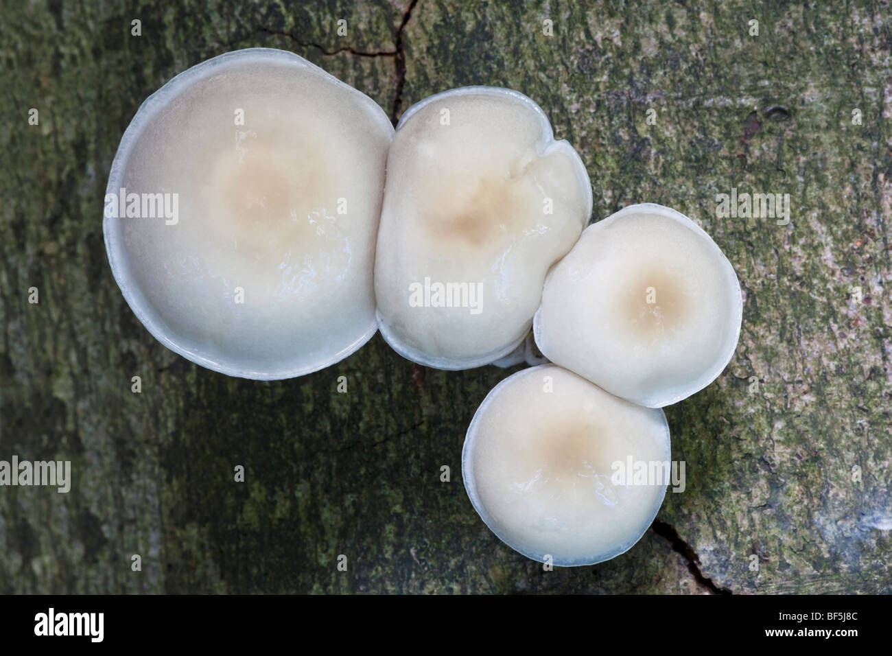 Porzellan, schleimige Buche Cap oder pochiertes Ei Pilz Oudemansiella mucida Stockfoto