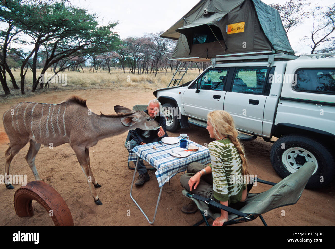 Touristen mit verwaisten Kudu. Harnas Wildlife Foundation. Namibia Stockfoto