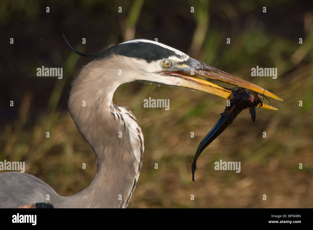 Great Blue Heron mit Wels Stockfoto