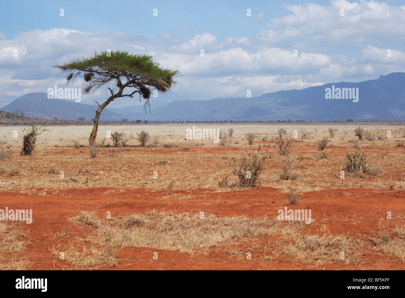 Afrikanische Landschaft Mit Akazien Tsavo Kenia Afrika Stockfotografie Alamy